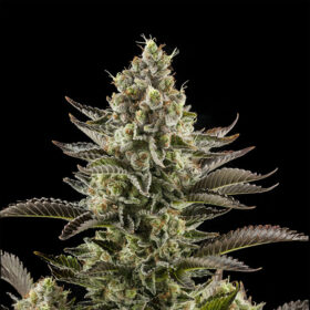 White Widow - Goedkope Wietzaden