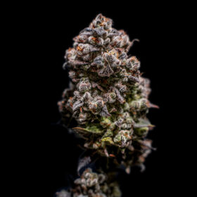 Animal Cookies - Goedkope Wietzaden