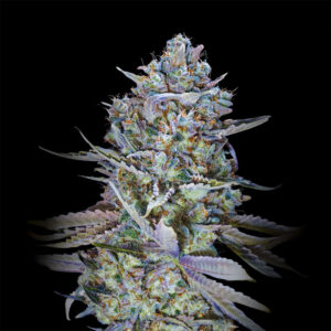 Blue Dream - Goedkope Wietzaden - Huismerk Wietzaadjes