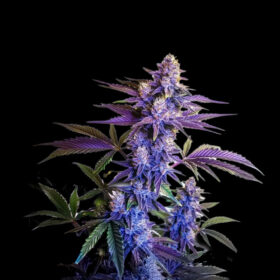 Grand Daddy Purple - Goedkope Wietzaden - Huismerk Wietzaadjes