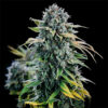 Green Crack - Goedkope Wietzaden - Huismerk Wietzaadjes