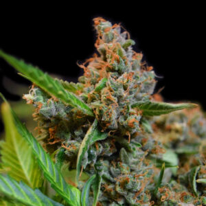 OG Kush - Goedkope Wietzaden