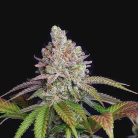 Zkittlez - Goedkope Wietzaden