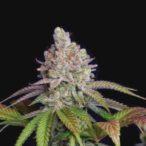 Zkittlez - Goedkope Wietzaden