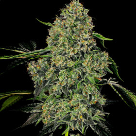 OG Kush Auto - Goedkope Wietzaden - Huismerk Wietzaadjes