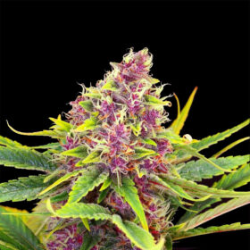 Violet Kush Auto - Goedkope Wietzaden - Huismerk Wietzaadjes