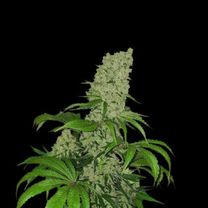 Big Bud - GoedkopeWietzaden.nl Huismerk Wietzaadjes