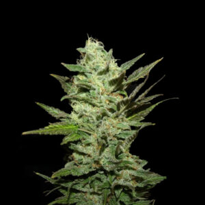 Grapefruit Haze - Huismerk Wietzaadjes - GoedkopeWietzaden.nl