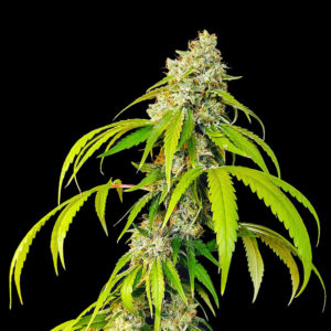 Killer Kush Fast - GoedkopeWietzaden.nl - Huismerk Wietzaadjes