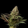 OG Kush x Orange Bud - Huismerk Wietzaadjes - GoedkopeWietzaden