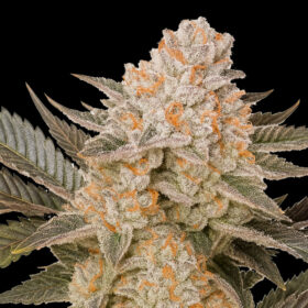 Orange Bud - Huismerk Wietzaadjes - GoedkopeWietzaden.nl